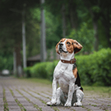 Collier pour chiens